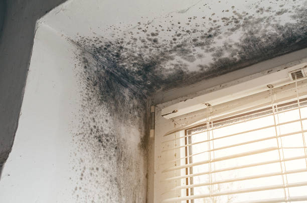 Affordable Attic Mold Remediation solutions in Washington, IL