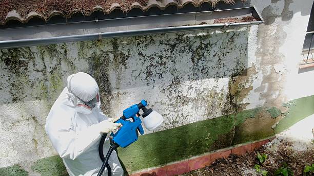 Top rated local Attic Mold Remediation specialists in Washington, IL